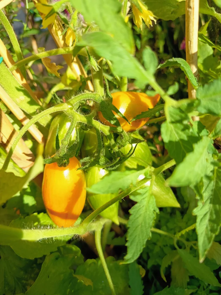 IMG_20260719_085030~2.webp
