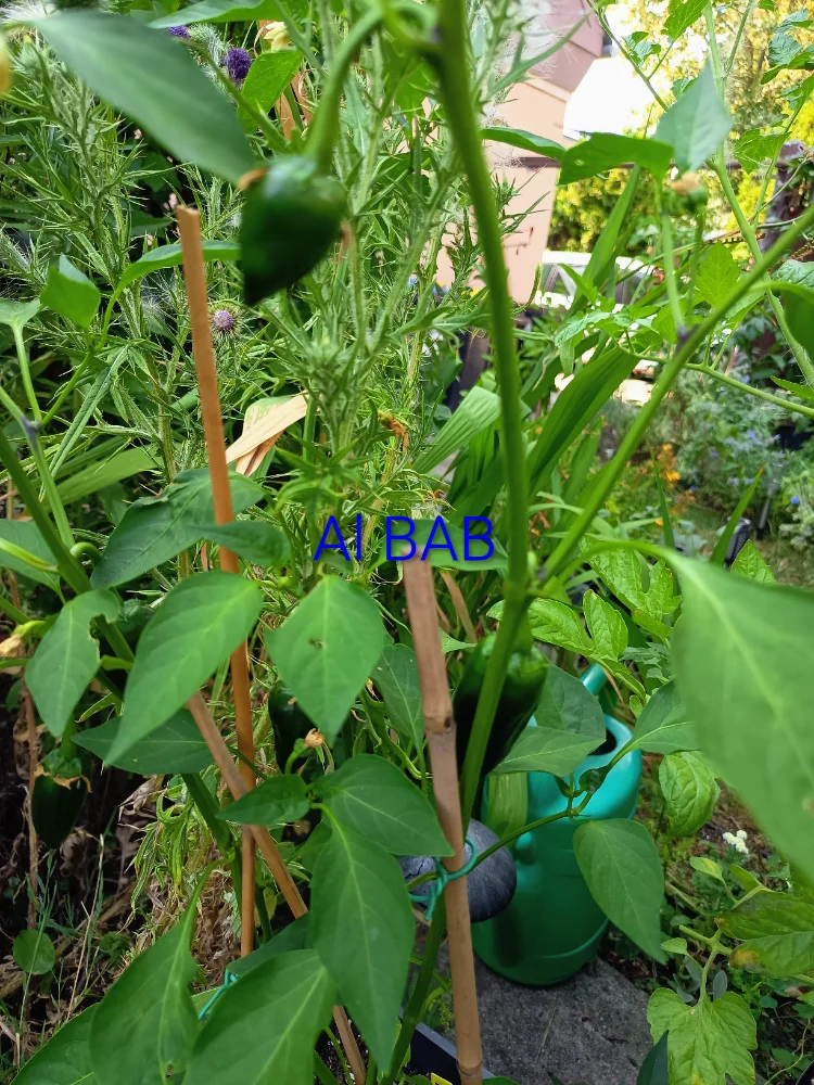 IMG_20260725_164833~2.webp