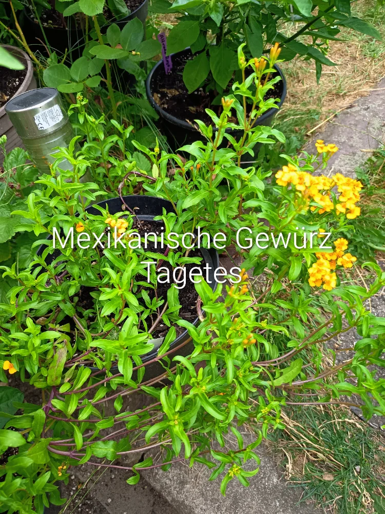 IMG_20260725_170855~2.webp