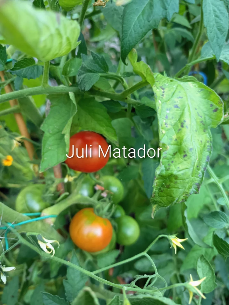 IMG_20260725_171920~2.webp
