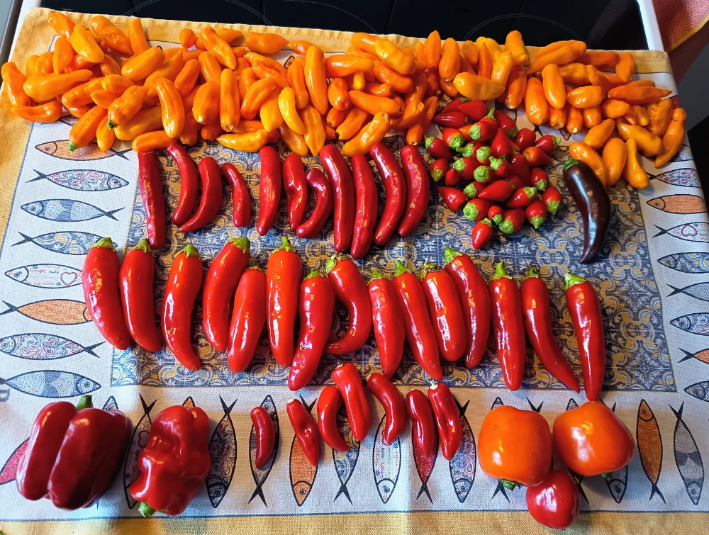 IMG_20260914_172629~2.webp