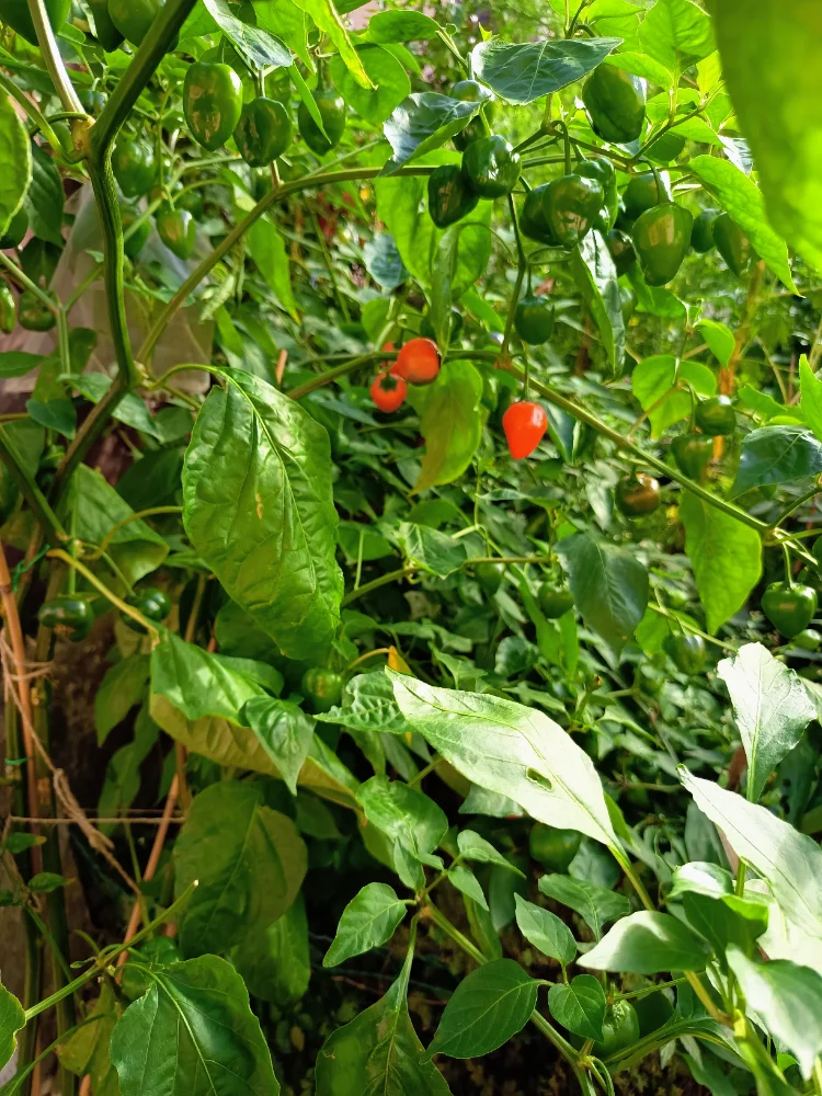 IMG_20260918_104327~2.webp