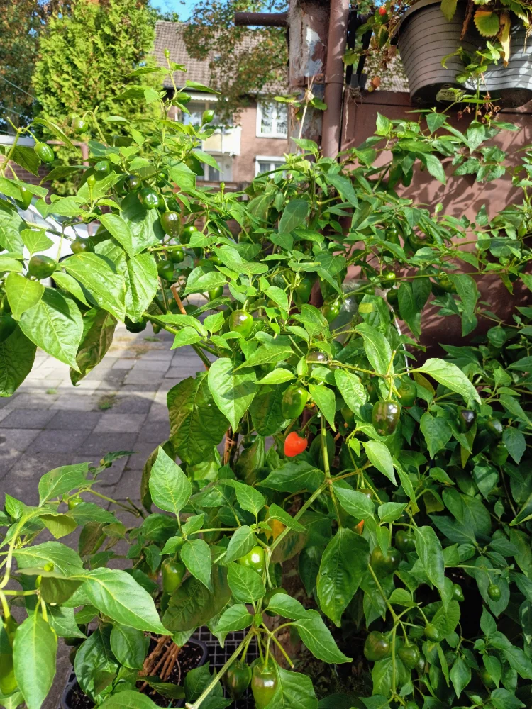 IMG_20260918_104338~2.webp