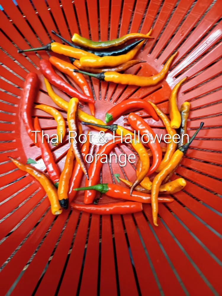 IMG_20261006_121327~2.webp