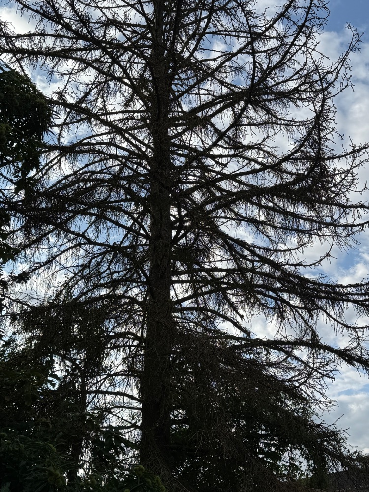 IMG_6453.jpeg