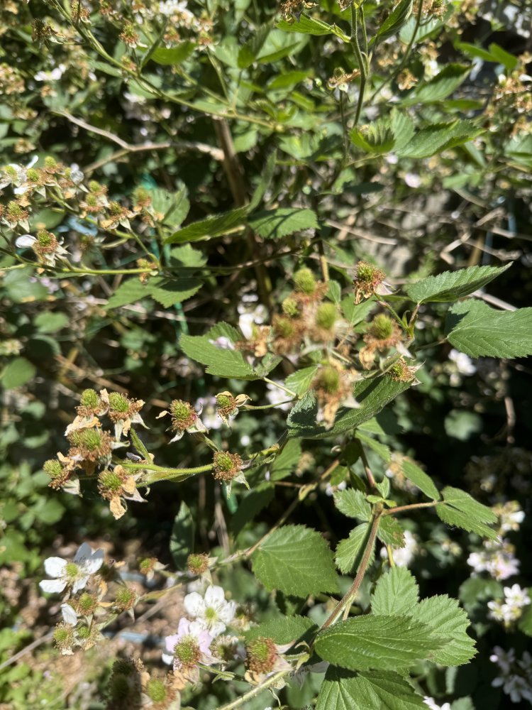 IMG_7039.jpeg