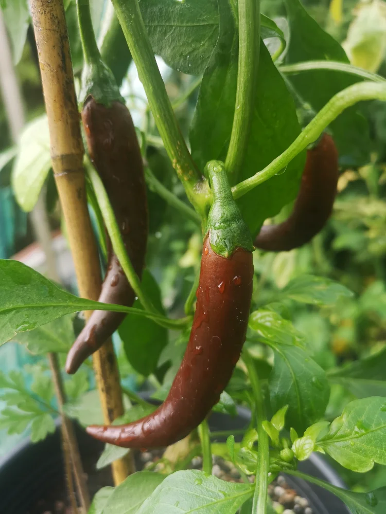 Cayenne Chocolate