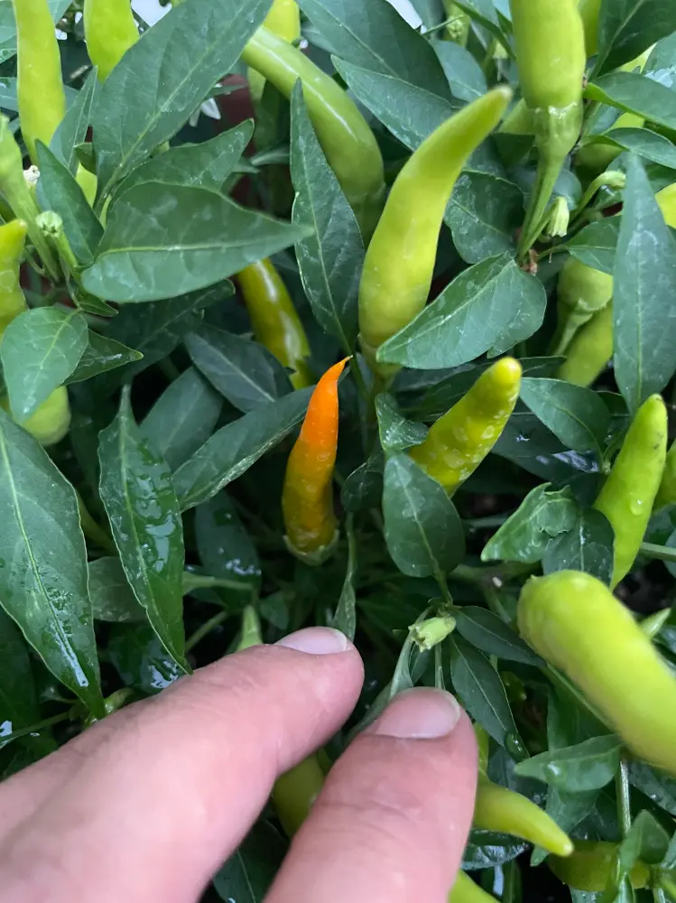 IMG_7951.webp