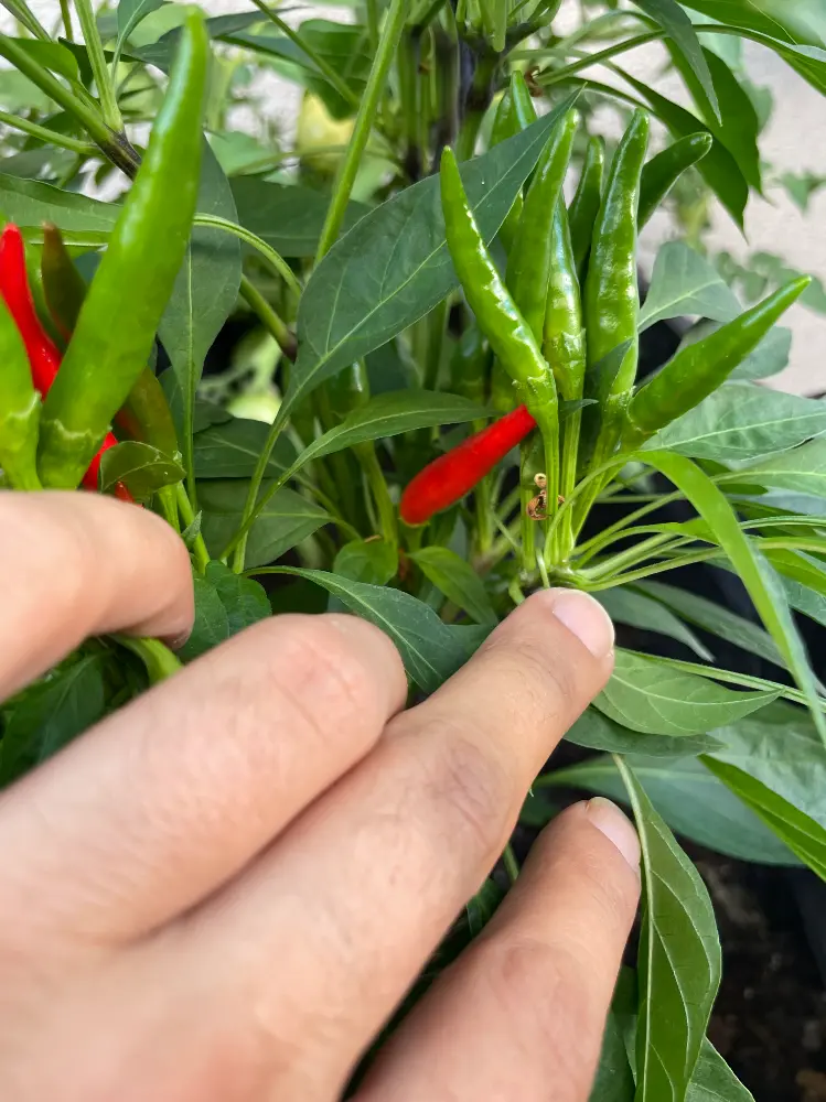 IMG_8368.webp