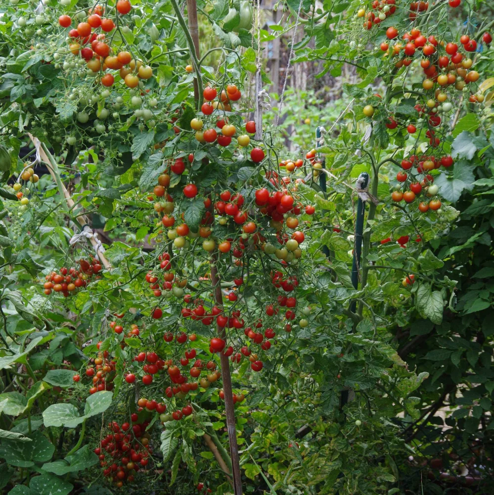 IMGP0001_jiw.webp