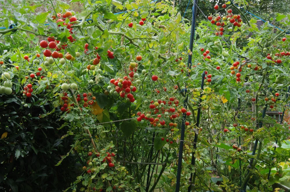 IMGP0001_jiw261003.webp