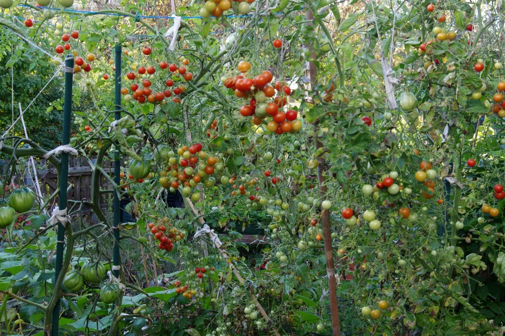 IMGP0004_261012.webp