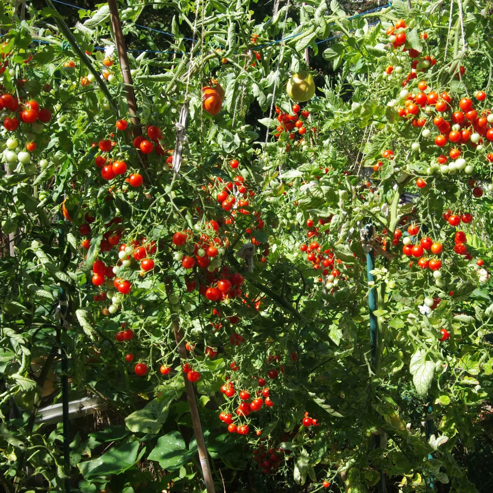 IMGP0005_0904.webp
