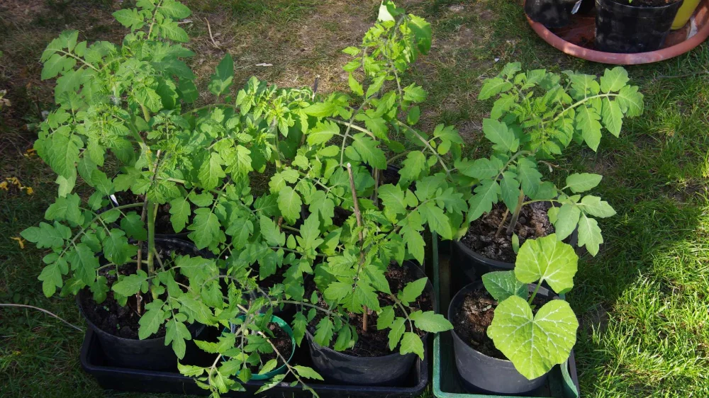 IMGP9263_jiw.webp