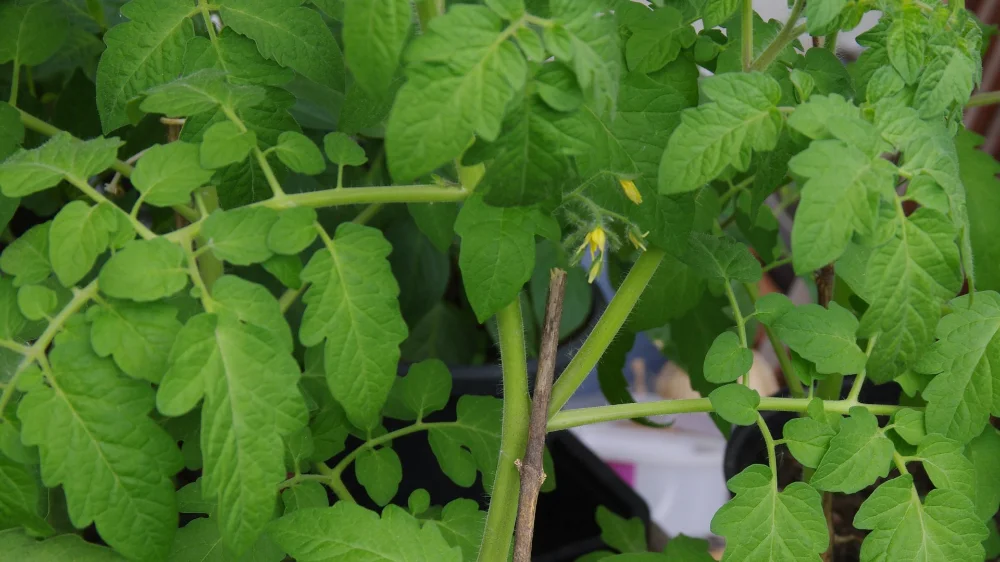 IMGP9267_jiw.webp