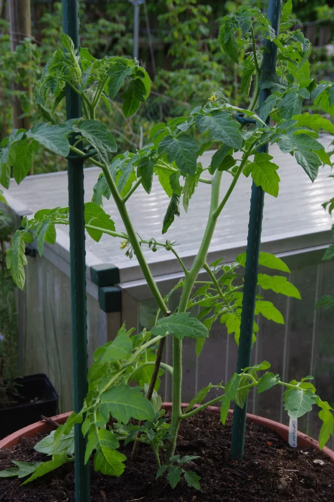 IMGP9273_jiw.webp