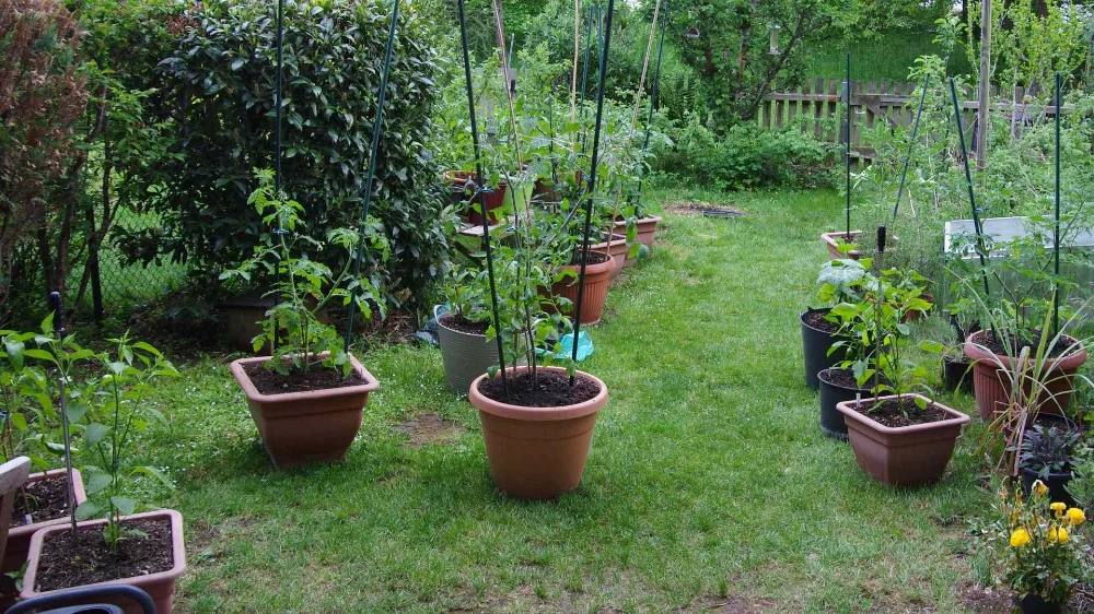 IMGP9280_jiw.webp