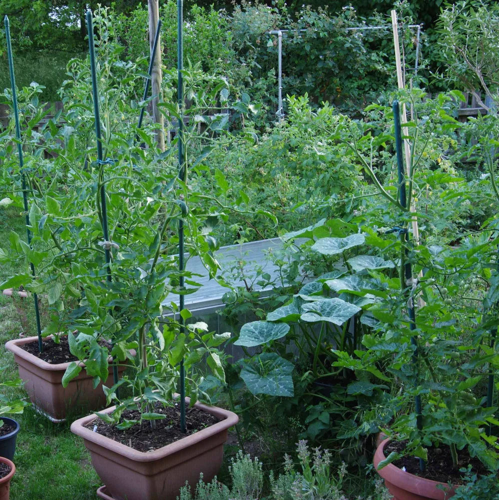 IMGP9285_jiw.webp