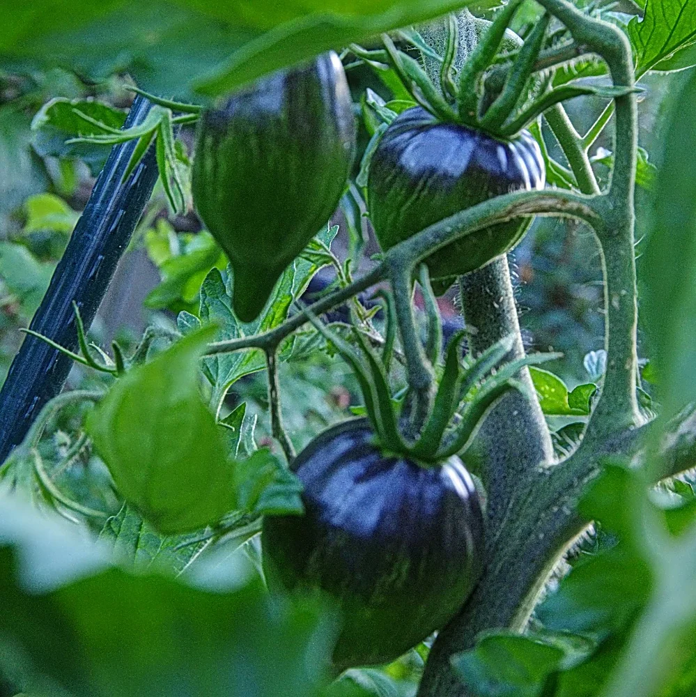 IMGP9291_jiw.webp