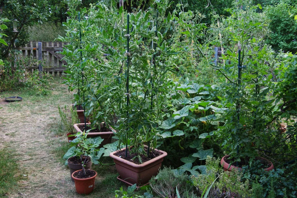 IMGP9328_jiw.webp