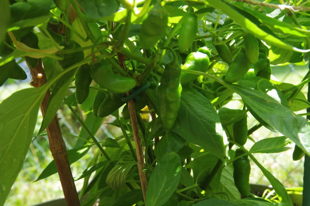 IMGP9335_jiw.webp