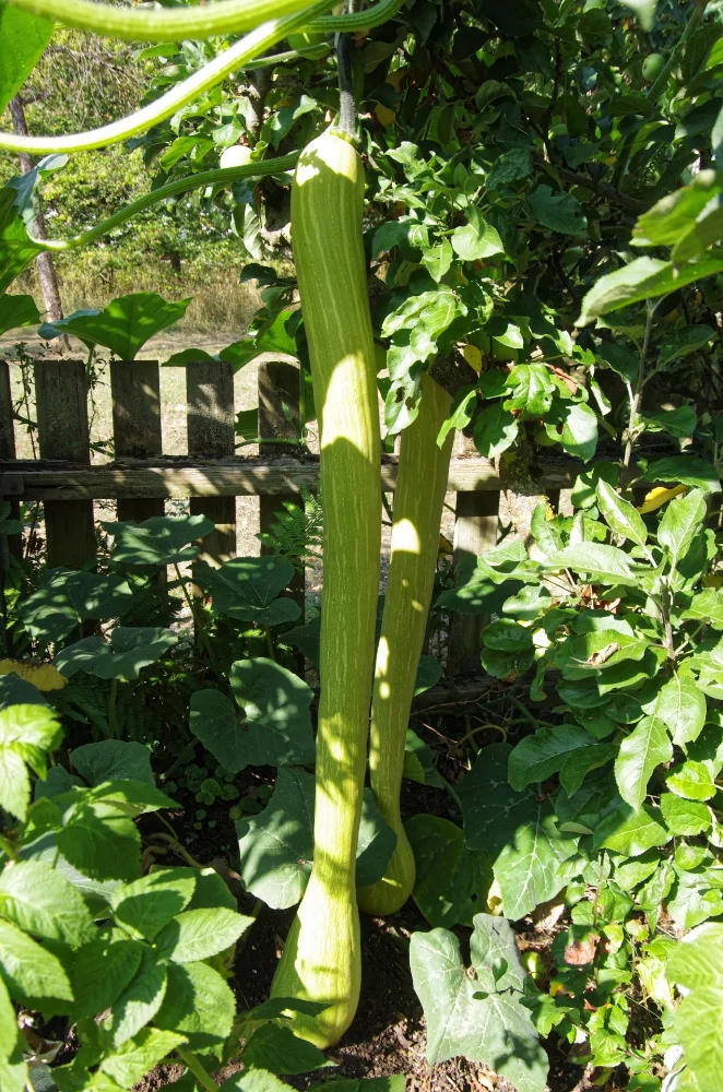 IMGP9392_jiw.webp