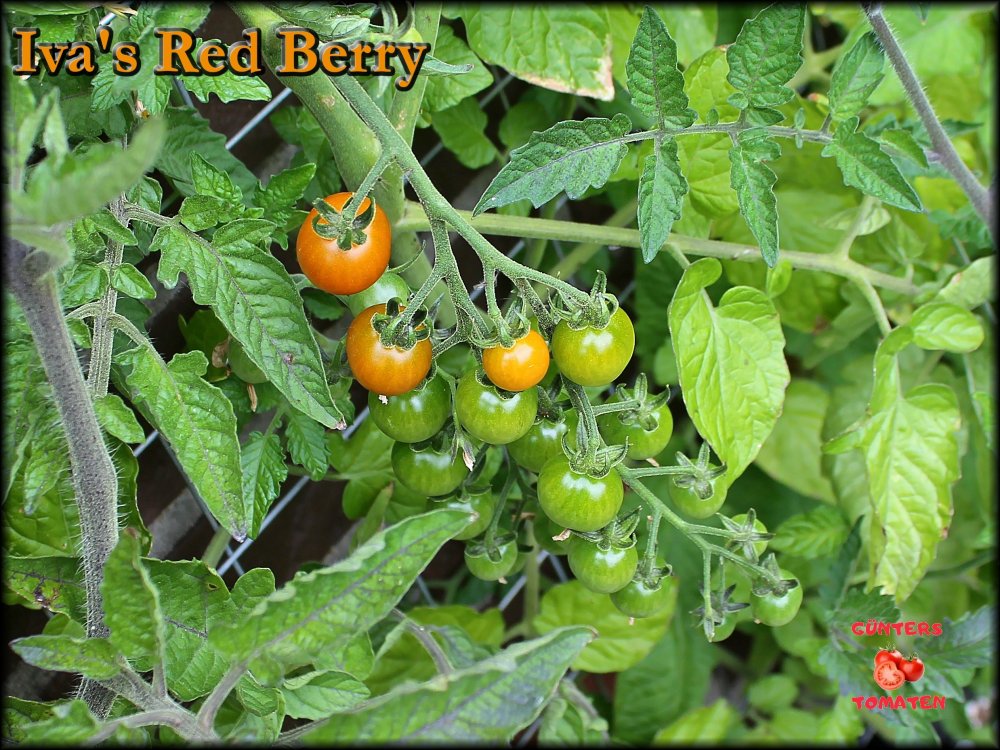 Iva's Red Berry 06072025_.jpg