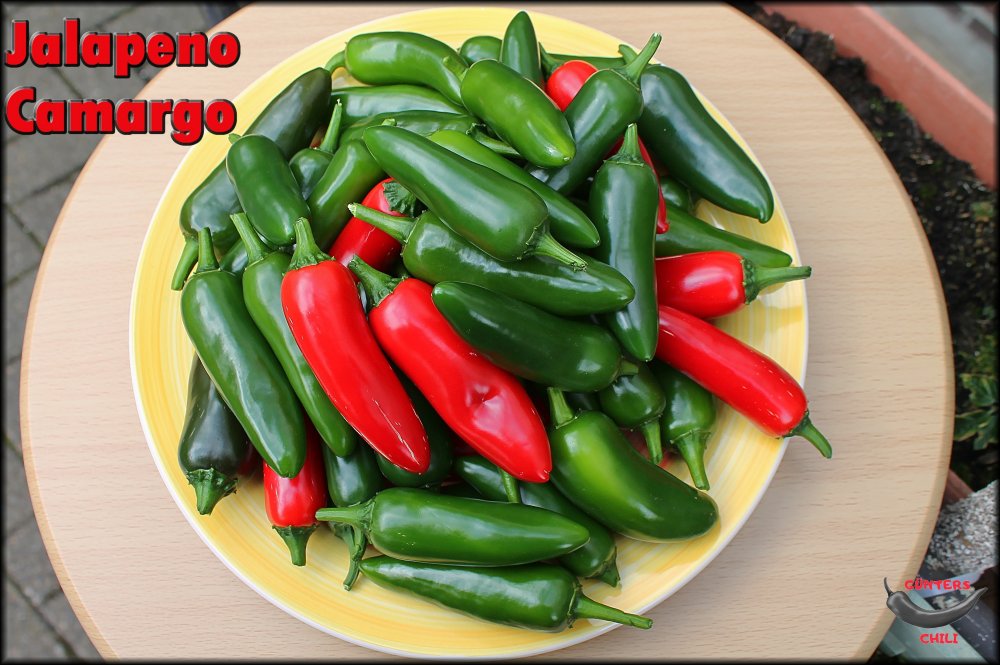 Jalapeno Camargo_27092024_.jpg