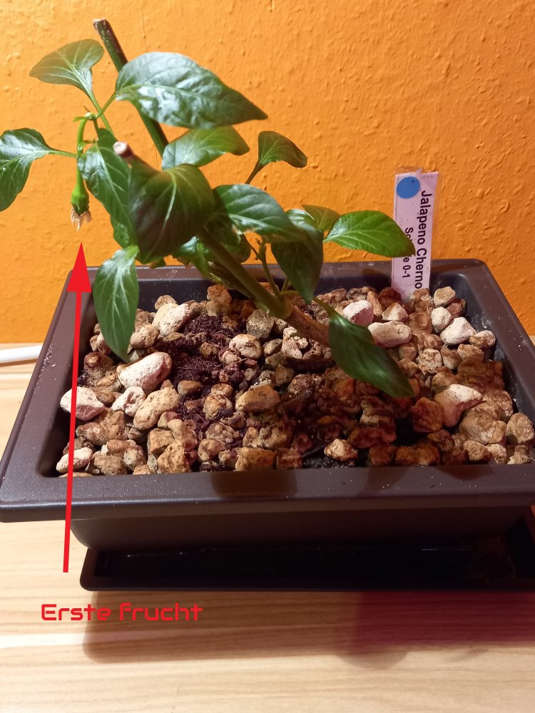Jalapeno chernobyl_Bonsai.jpg