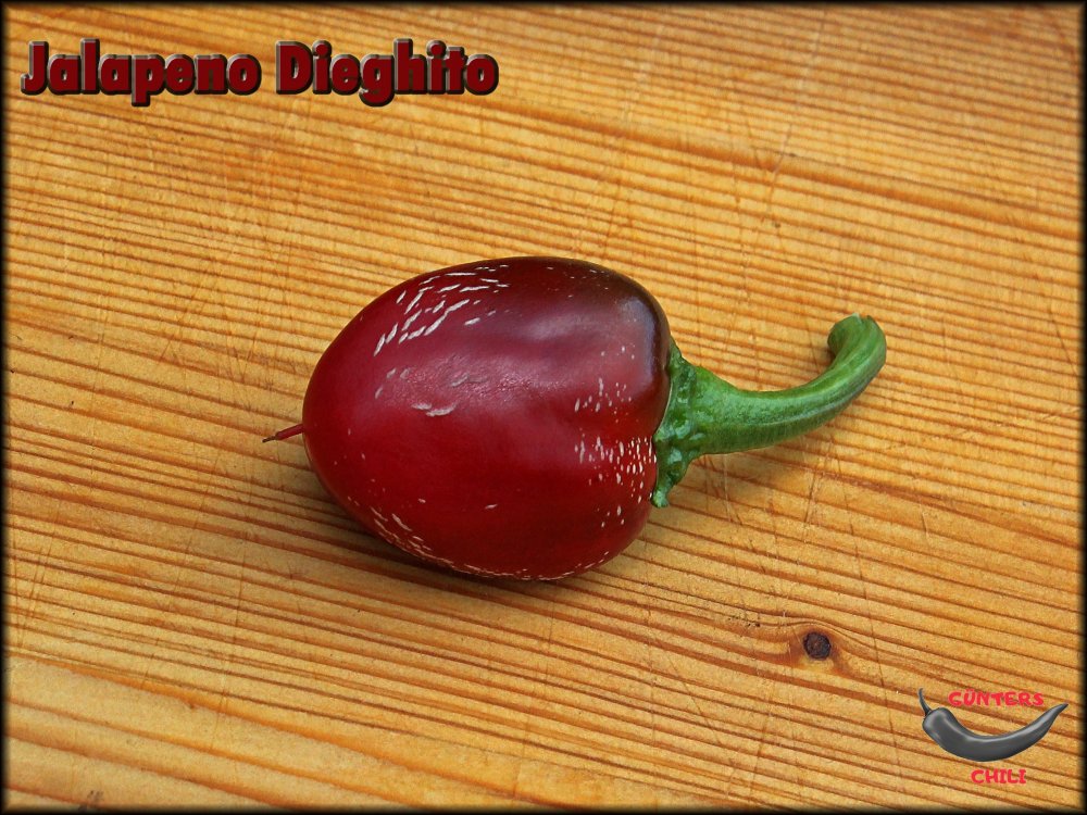 Jalapeno Dieghito 09082024_.jpg