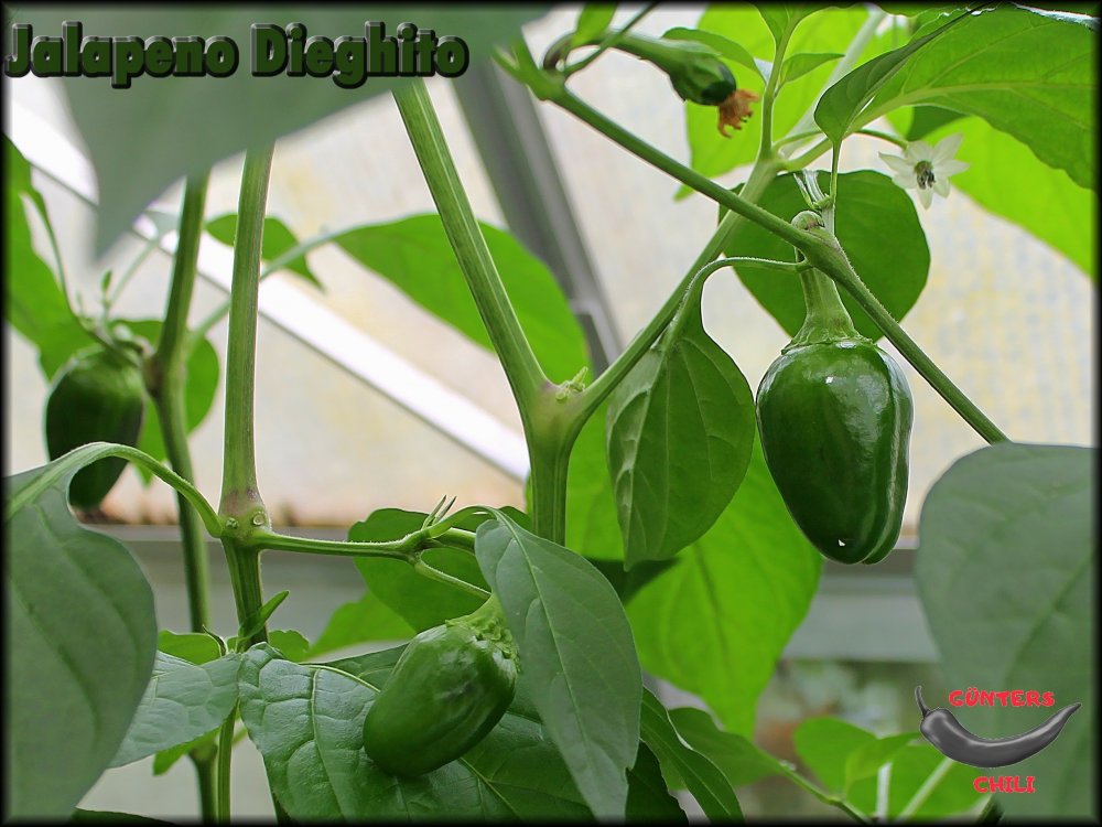 Jalapeno Dieghito 25072024_.jpg