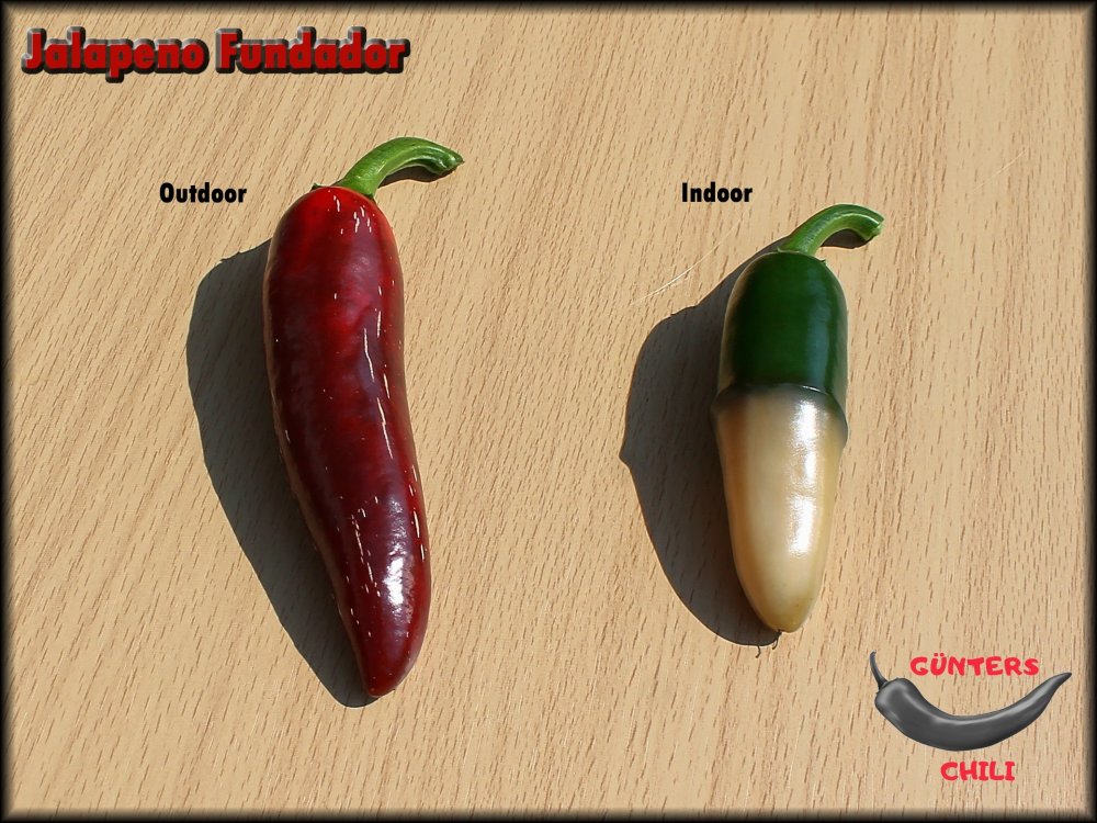 Jalapeno Fundador_.jpg