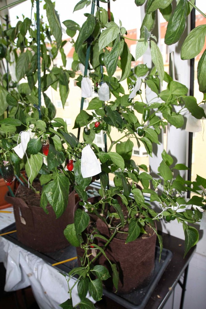 Jalapeno Zapotec.jpg