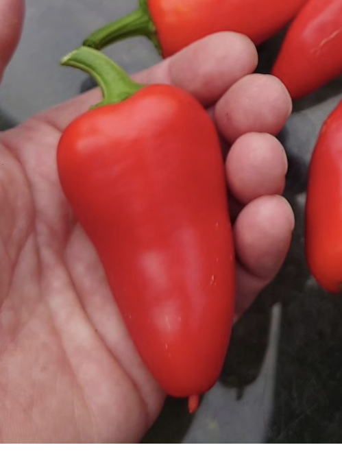 Jalepeno Mucho Nacho pod.png