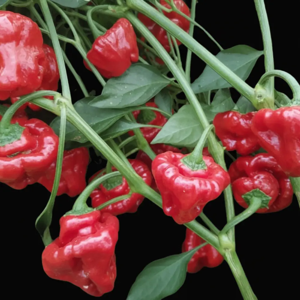 Jamaican_Red_Hot.webp