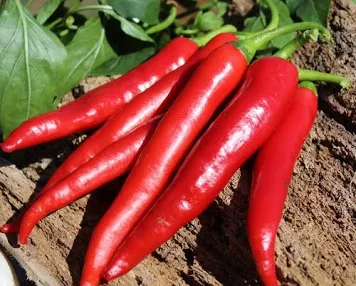 Deaflora - Chili Cayenne Red