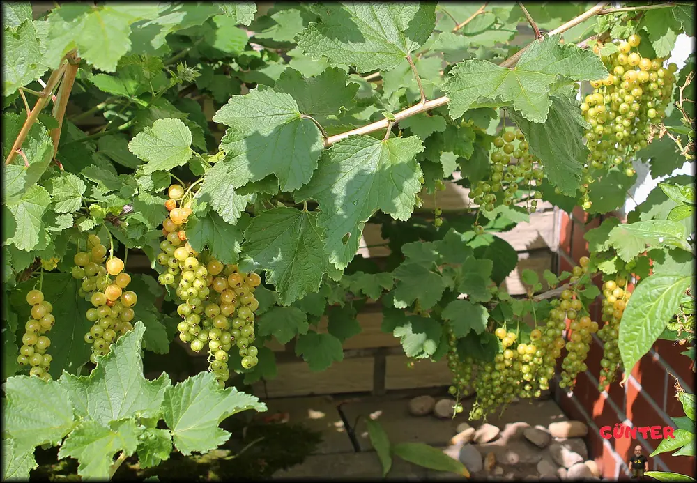 Johannisbeeren_.webp