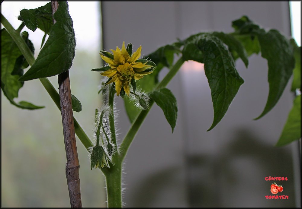 Kellertomate 02042026_.jpg