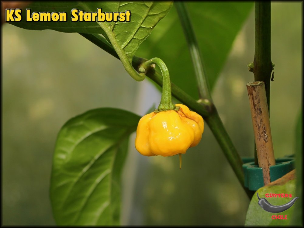Khang Starr Lemon Starrburst reife Beere_.jpg