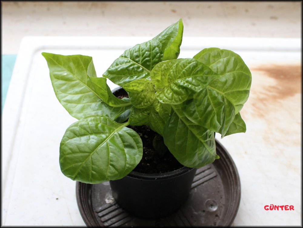 Khang Starr Lemon Starrburst_06032024_.JPG