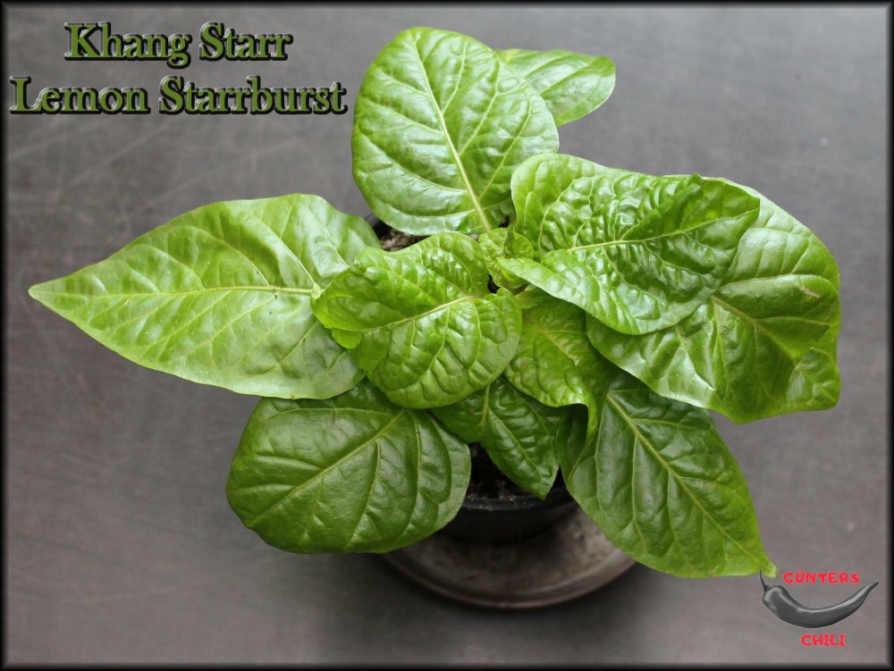 Khang Starr Lemon Starrburst_15032024.JPG
