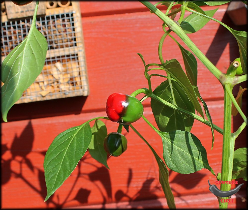 Kirschchili_28092023_.jpg
