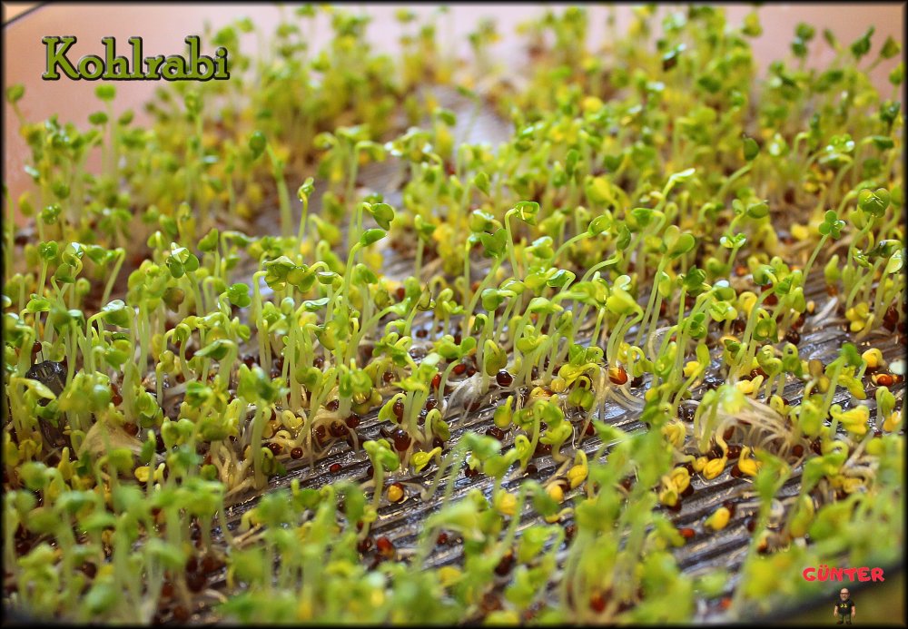Kohlrabi_.jpg
