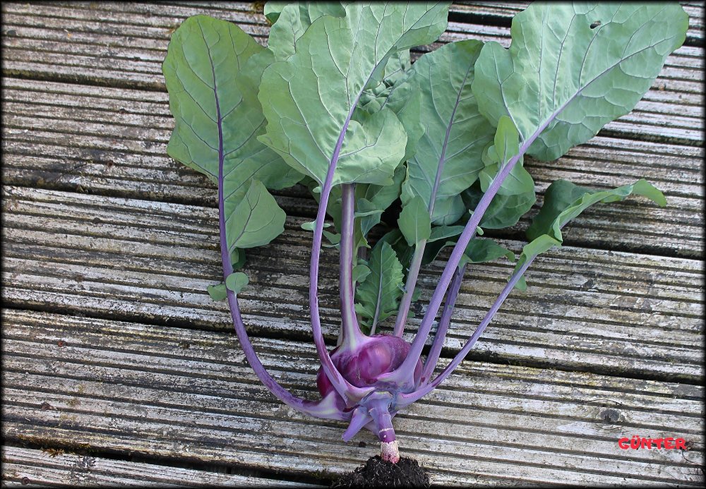 Kohlrabi_19062024_.jpg