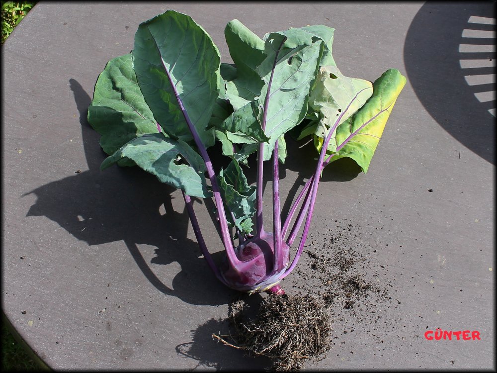 Kohlrabi_21062022_.jpg
