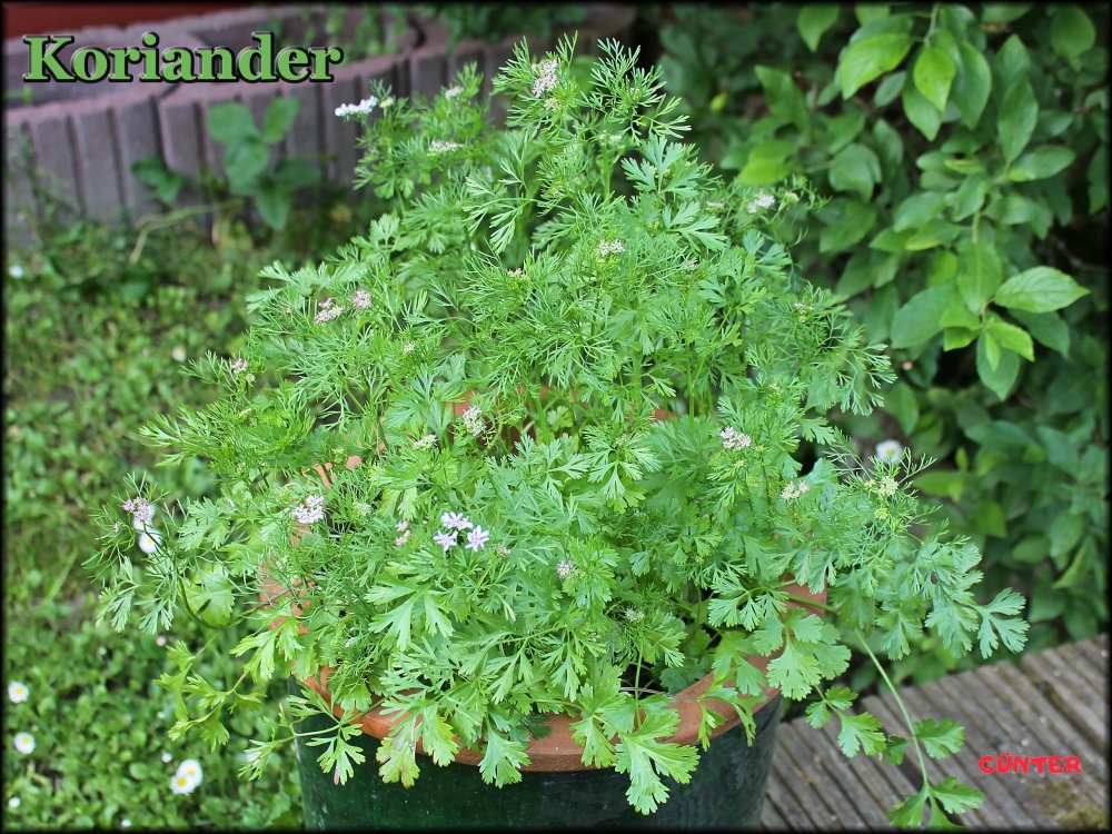 Koriander_10052024_.jpg