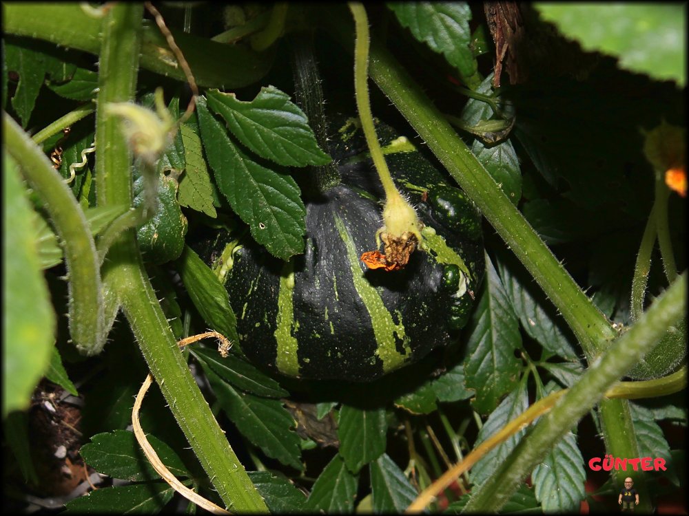 Kürbis 22102025_.jpg