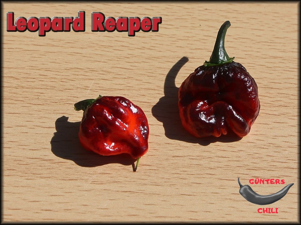 Leopard Reaper 12082024_.jpg