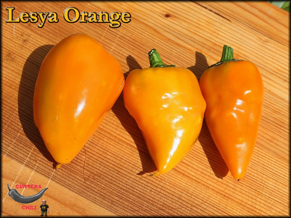 Lesya Orange 10082025_.jpg