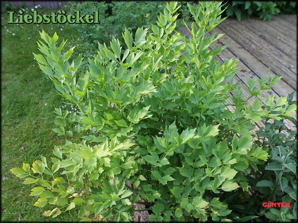 Liebstöckel_10052024_.jpg